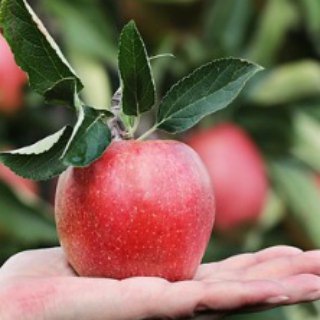 ДАЧА. САД. ОГОРОД