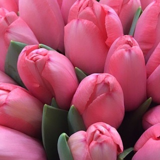 КРАСИВЫЕ ЦВЕТЫ