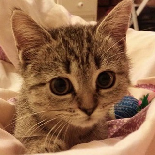 МЫ КОТЫ