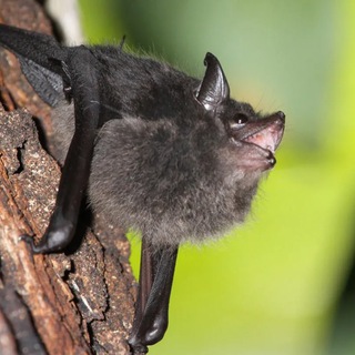 DAILY PORTION OF BATS