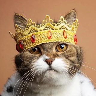 НАГЛЫЕ МОРДЫ