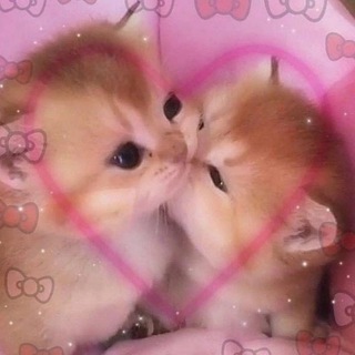 КОТЯЧЬИ ПИКЧИ