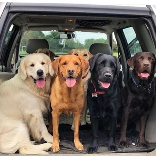 ЛАБРАДОРЫ - РЕТРИВЕРЫ