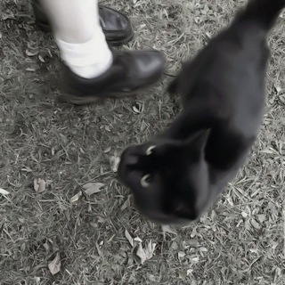 ✿ ШРИФТЫ ДЛЯ АМ ⁺₊