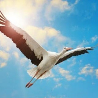 ОТКРЫТОЕ ЛИЦО БЕЛАРУСЬ