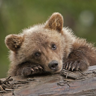 МИШИНЫЕ ИСТОРИИ