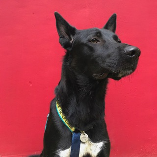 УЧИ ГАВЧАСТЬ