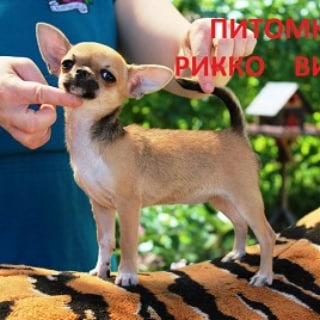 ПИТОМНИК ЧИХУАХУА РИККО ВИГАЛ
