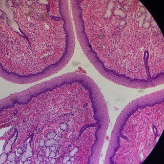 ГИСТОЛОГИЯ BY SKILLMED