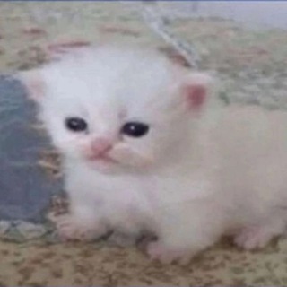 МЯГКИЕ ВСРАТЫШИ