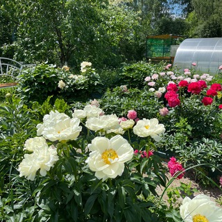 ПИОНОВЫЙ РАЙ ЧАТ