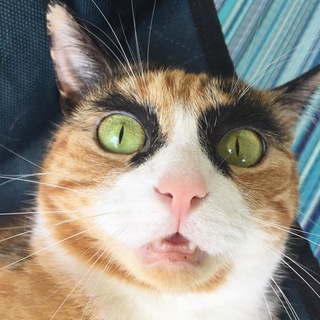 СМЕШНЫЕ КОТИКИ FUNNY CATS