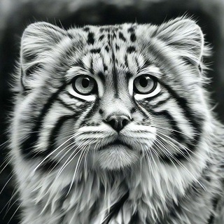 МАНУЛ. RUSSIAN BIG CAT