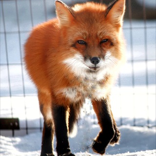 ЛИСА ЕСЕНИЯ