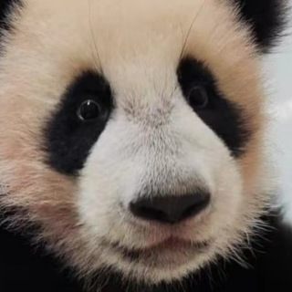 ИНСТИТУТ СТРАН АЗИИ И АФРИКИ УЛЬЯНОВСКОГО ГОСУДАРСТВЕННОГО УНИВЕРСИТЕТА