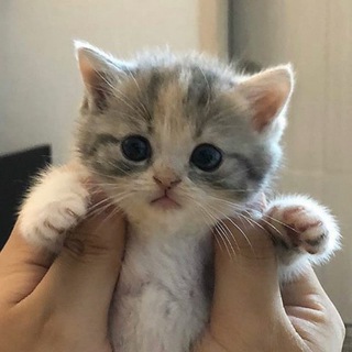 СЛАДКИЕ ПУСЕЧКИ