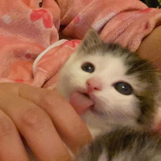 ШЕРСТЯНЫЕ ЖОПКИ