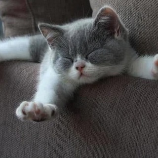 КОТЯТАКОТИКИКОШКИ