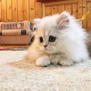 ЛОГОВО ПАЛАЧА