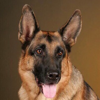 НЕМЕЦКАЯ ОВЧАРКА