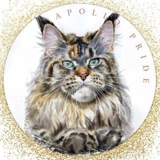МЕЙН-КУНЫ APOLLO PRIDE