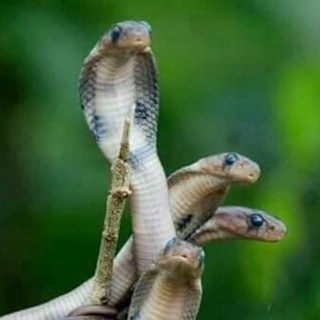 ОЧКОВЫЕ КОБРЫ И ПИТОН