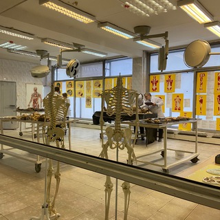 АНАТОМИЯ И НЕ ТОЛЬКО