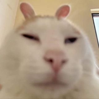 ЕЖЕДНЕВНЫЙ КОТЁНОК