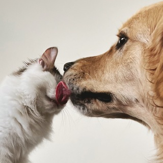 СУЛТИ ПОКАЗЫВАЕТ ЗВЕРЕЙ