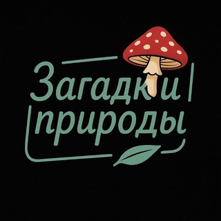  МУХОМОРЫ | ЕЖОВИК | МИКРОДОЗИНГСЕКРЕТЫ ПРИРОДЫ