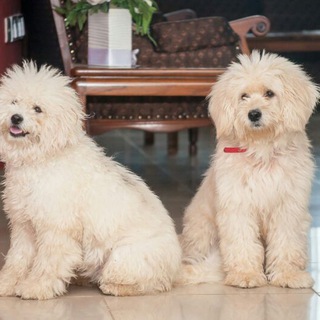 DOG BREEDERS ASSOCIATION