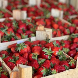 ЯГОДА ИЗ КИРГИЗИИ