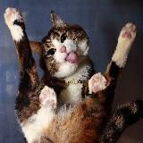 КОТИКИ ОНИ ТАКИЕ КОТИКИ!