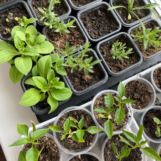 ШКОЛА ОГОРОДА