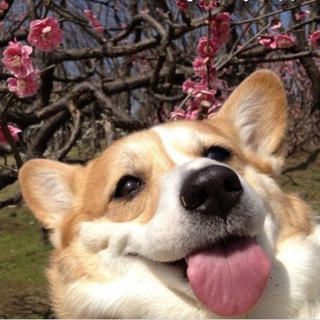 ТВОЙ ДРУГ В ЯПОНИИ