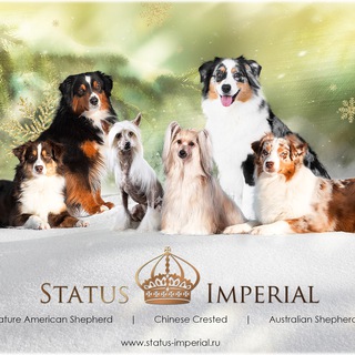 ПИТОМНИК STATUS IMPERIAL