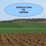  AGRICULTURA ESPAÑOLA 