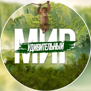 УДИВИТЕЛЬНЫЙ МИР 