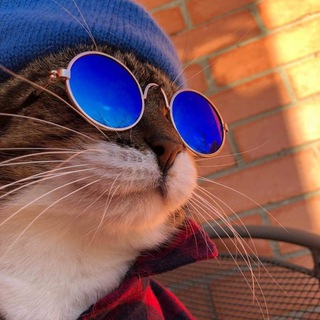 КРУТЫЕ КОТИКИ 
