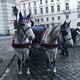 КОЕ-ЧТО О ВЕНЕ