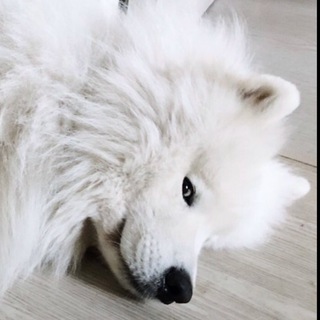 ЛЕВ СЕМЕНОВИЧ КАЖДЫЙ ДЕНЬ