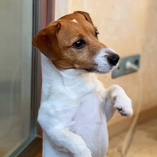 ПРОФЕССИОНАЛЬНО О СОБАКАХ