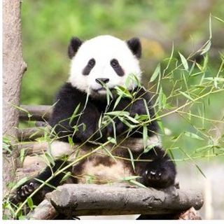 ЧИАНГМАЙ, ПАЙ И СЕВЕРНЫЙ ТАИЛАНД