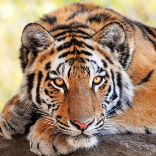 ANIMAL PLANET RUSSIA