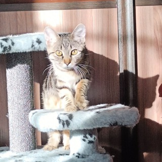 ШИШУЛЯ (КОТЁНОК ШИШКИ)