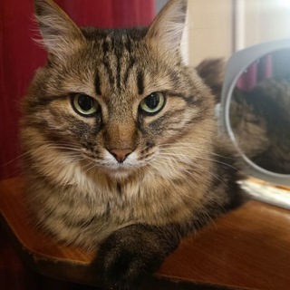 МУРМУАРЫ ФЕЛИКСА ВИЛИКАЛЕПНОВО