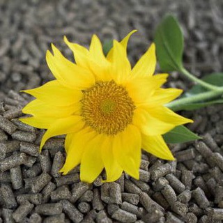 МАСЛИЧНЫЕ И ПРОДУКТЫ ИХ ПЕРЕРАБОТКИ