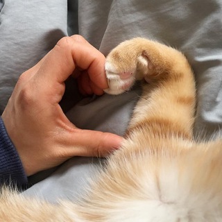 СHATS & CATS & KOČKY & KOTY