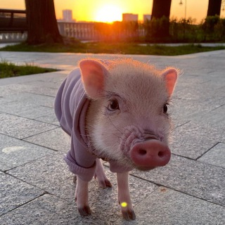 МИНИПИГ ПЕРСИК