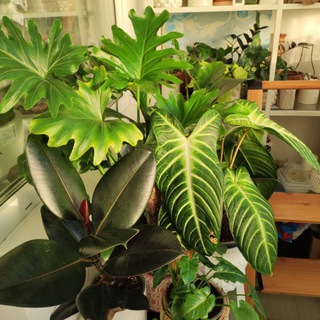 SVETLOTA ПРОДАЖНАЯ